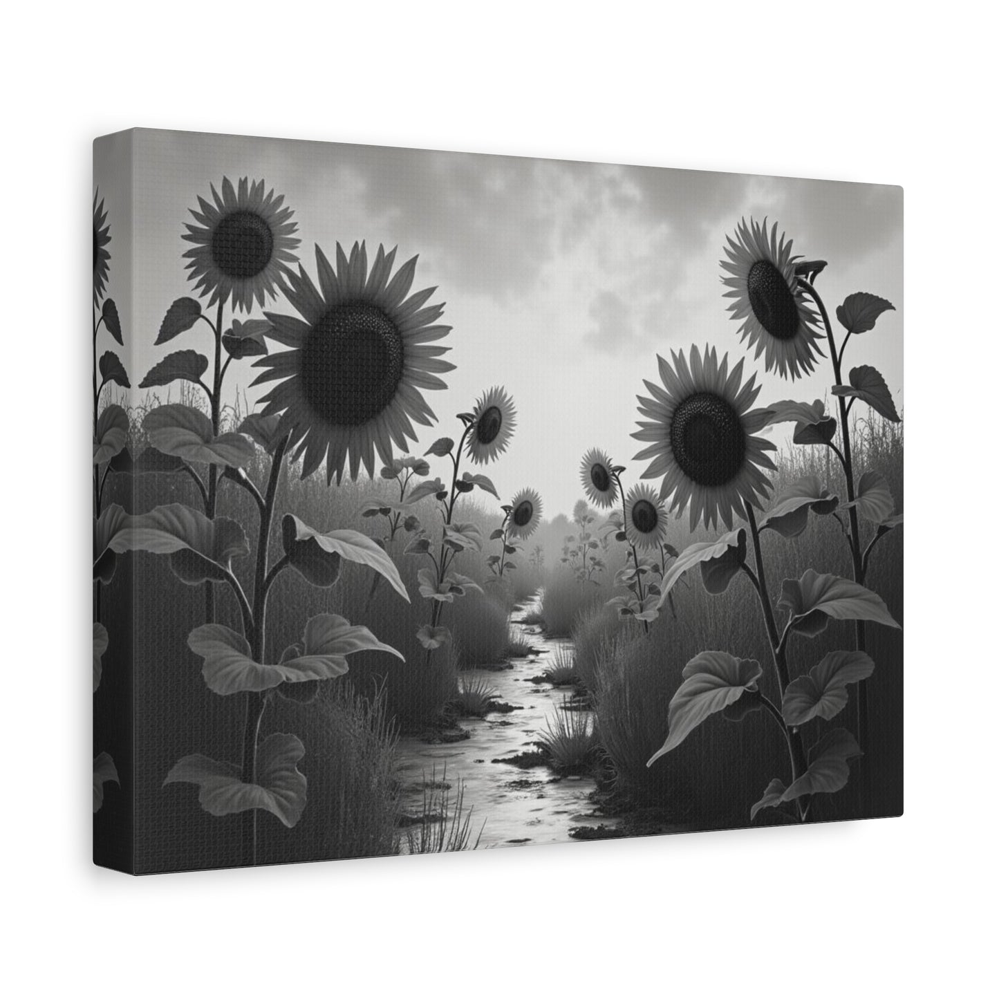 Canvas Print Sunflower Field Black and White Portrait